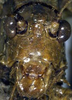 Orophus tessellatus (Saussure, 1861): male face (possible syntype). (Otu).