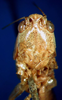 CollectionObject 1500246; 30a5c4f1-34e8-4bae-9993-cc2b763b7c46: male frons (syntype). (CollectionObject).