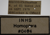 Other on Athysanella (Amphipyga) triodana Ball & Beamer, 1940: Labels - Female. (Observation).