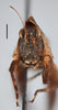 CollectionObject 1477320; 10133c66-3f83-4933-b6ca-e3ecd92f423b, MZLU167526, Type no. 4846:2: female (holotype), frontal view. (CollectionObject).