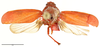 Habitus, dorsal view: !! display not done !! on Locris rubra (Fabricius, 1794): (Observation).