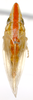 Habitus, dorsal view on Krocolidia rufilinea Dietrich, 2003: Male holotype [BMNH]: habitus, dorsal view. (Observation).