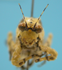 male, face frontal view ("allotype"). Depicts CollectionObject 1542892; 93cd8d06-68b2-46b5-ae2c-f708a9f56fa6, a CollectionObject.