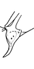 Anal tube processes on Distantasca bulbosa (Dworakowska, 1994): Anal tube process. (Observation).
