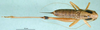 CollectionObject 1502706; 1ddbe4a2-c5d0-434b-be0d-67cc0ff91260: female, dorsal view (paratype). (CollectionObject).