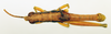 CollectionObject 1518359; d5b911a5-1167-42b7-914a-fee639012684: male, dorsal view (holotype). (CollectionObject).