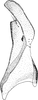 Stylus on Euscelidius schenckii (Kirschbaum, 1868): Stylus. (Observation).