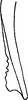 Aedeagus, ventral view on Concavifer marmoratus Dlabola, 1960: aedeagus, detail of apex of lateral branch, dorsal view. (Observation).