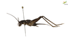 CollectionObject 1861691; Unioeste Cascavel SAOP-348, 381e086d-49d7-4565-8f5f-de29785f28d0: Female. Lateral view. (CollectionObject).