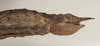 CollectionObject 1577050; 81ec4be9-24a2-4bfe-8abb-df410298d484: copyright ZIN St. Petersburg. female: end of abdomen, lateral view (paratype). (CollectionObject).;CollectionObject 1577051; 4cf9588e-6dd4-4039-86a3-4a6a7c57cbb0: copyright ZIN St. Petersburg. female: end of abdomen, lateral view (paratype). (CollectionObject).