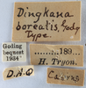 Other on Dingkana borealis Goding, 1903: (Observation).