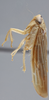 Habitus, lateral view: !! display not done !! on Chlorotettix necopinus Van Duzee, 1893: Lateral. (Observation).
