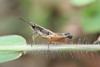 FieldOccurrence 176; 25da5164-ad20-4882-a3f6-f487a4d0dde2; Tanzania
Kichoni Estate Kilimanjaro, 2013/12/??: male, lateral view. (FieldOccurrence).