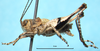 male, lateral view. Depicts Platydecticus angustifrons Chopard, 1951, an Otu.