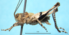 Platydecticus angustifrons Chopard, 1951: male, lateral view. (Otu).