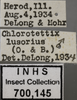Other: !! display not done !! on Chlorotettix lusorius (Osborn & Ball, 1897): Labels. (Observation).