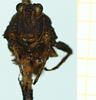 CollectionObject 1587004; 7f3e1e5a-1ffd-4b43-8425-bb7f80abe960, NHMUK010924802: male, frontal view (paratype of Apotettix eurycephalus). (CollectionObject).