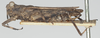 CollectionObject 1581257; 7e36dcba-f6e6-463f-ad6d-8543f04fca02: female, lateral view (syntype). (CollectionObject).