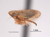 Habitus, lateral view: !! display not done !! on Psammotettix cahuilla (Van Duzee, 1925): (Observation).