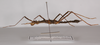 CollectionObject 1560243; 08bbcdb5-257d-4b01-bcbd-02be88b25e11: copyright ZMB, Berlin. female, lateral view (paratype). (CollectionObject).