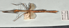 CollectionObject 1560539; b7430261-51a0-46d8-9b62-4f77159b4563: copyright OUMNH. female, lateral view (holotype). (CollectionObject).