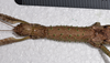 CollectionObject 1598194; QM T246604, f25ba443-f74d-4cfe-b81a-ad7eb39949d7: copyright QM. female: head & thorax, dorsal view (holotype). (CollectionObject).