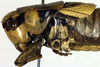CollectionObject 1536324; 478e2a77-bc3f-47d9-9ba9-ec6687ac2341: male pronotum, lateral view (holotype of Pholidoptera brachynota). (CollectionObject).