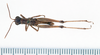 CollectionObject 1506817; 95dc6298-f185-473d-ab51-411dcf2d5e5a: male, dorsal view (holotype). (CollectionObject).