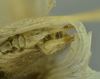 CollectionObject 1532142; 75202f9b-f5fa-4cfb-a1aa-6a67a6494ef7: male terminalia, ventral view (syntype). (CollectionObject).