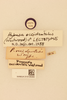 CollectionObject 1518053; 2a95c149-0ca1-414d-8645-367a52e438e3, NHMUK015105080: labels (lectotype). (CollectionObject).