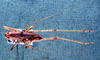 CollectionObject 1503265; MBBJ 3224916, 5f72b8f0-1929-41a9-81f4-436e86a1a5b3: female habitus dorsal view. (CollectionObject).
