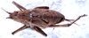 CollectionObject 1532861; NMW 3226187, e8f2231d-dede-4def-9354-5c205acbd3a9: female, dorsal view. (CollectionObject).