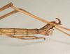 CollectionObject 1561873; NHMUK(SF IMPORT DUPLICATE) 844565, 85e89e6d-4df3-49aa-8eb5-88a73118e7f0: copyright Natural History Museum, London. male: end of abdomen, lateral view of synonym Diapheromera saussurei (holotype). (CollectionObject).