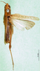 CollectionObject 1501378; 44ef95e3-f51f-41ec-a481-79255d03d035: female, dorsal view (holotype). (CollectionObject).