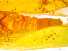 Habitus ventral view: (Observation).
