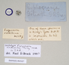 CollectionObject 1558766; d483d5be-8b50-4817-9426-df97e6c2b7c3, NHMUK(SF IMPORT DUPLICATE) 845027: copyright Natural History Museum, London. female: data labels [round label reversed] of synonym Eurycnema viridissima (lectotype). (CollectionObject).