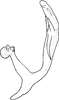 Aedeagus, lateral view on Bolanusoides heros Distant, 1918: Aedeagus, lateral view. (Observation).