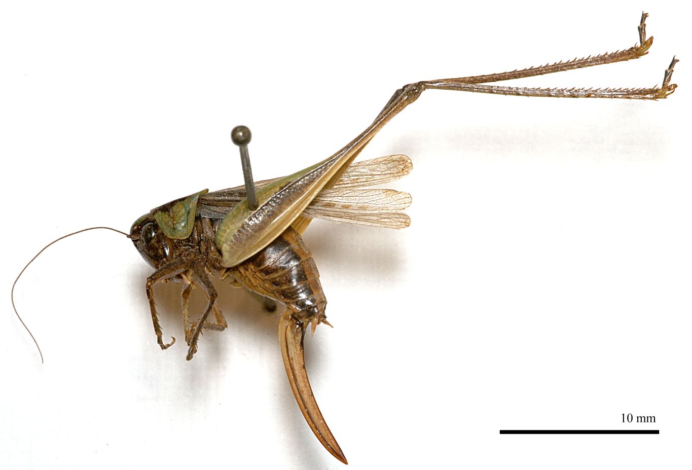 female, lateral view (holotype). Depicts CollectionObject 1532120; 51080269-3759-455b-aac7-6005281a972e, a CollectionObject.