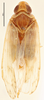 Habitus, dorsal view: !! display not done !! on Colvanalia taffini (Bonfils, 1983): (Observation).