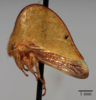 Habitus, lateral view on Archasia belfragei Stål, 1870: (Observation).