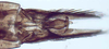 Subgenital plate: !! display not done !! on New species F: Loeia Duan, 2017: (Observation).