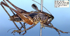 Nanodectes harpax Rentz, 1985: male, lateral view (paratype). (Otu).