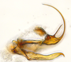 Aedeagus, lateral view: (Observation).