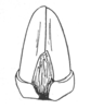 Ceuthophilus (Ceuthophilus) conicaudus Hubbell, 1936: Fig. 740. male subgenital plate. (Otu).