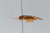 CollectionObject 2869072; CNCI 1155049, 51f67a53-5831-4184-8ada-97c30add16b9: Neonemobius mormonius. (CollectionObject).