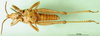 CollectionObject 1501809; 87916cac-d11c-41e5-b6e2-16b710e042fd: male, ventral view (paratype). (CollectionObject).