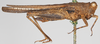 CollectionObject 1520943; fd562e39-dc19-4f9d-95ad-34ae6110674d: female, lateral view (syntype). (CollectionObject).
