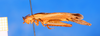 CollectionObject 1540413; bc985d5f-1d11-410d-a2e9-a00e473540d7: male, lateral view (holotype). (CollectionObject).