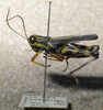 CollectionObject 1537335; EMBT 3235046, 338696e9-0eb8-46fe-a0f7-a1f4a018edb0: male, lateral view. (CollectionObject).