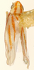 Habitus, dorsal view on Erythridula volucris (Beamer, 1930): Habitus (holotype, KSEM collection). (Observation).